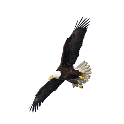 eagle 2