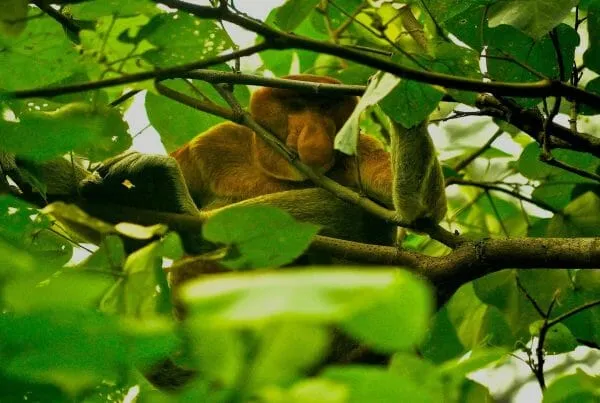 Bako National Park
